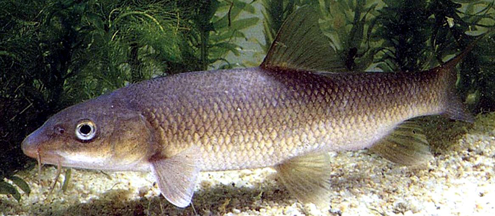 Luciobarbus (Barbus) graellsii_02.jpg